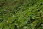porasty s Petasites kablikianus